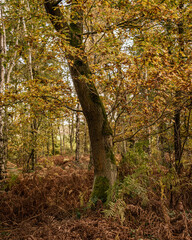 Fototapeta premium autumn in the forest in the UK