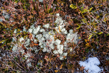 moss on the stone, winter landscape with snow covered trees, Blefjell, Norway