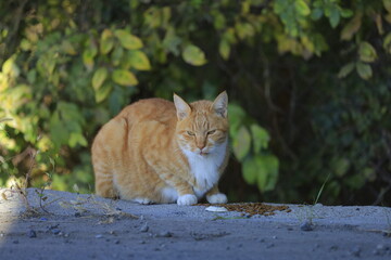 Obraz premium cat in the garden