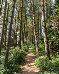 path in the forest with tall trees