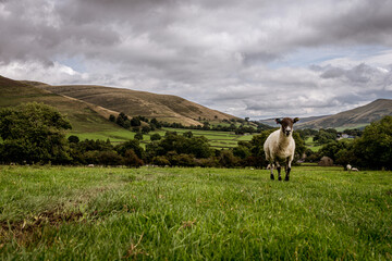 sheep in the mountains in the UK countryside