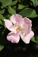 Sensitve image rose "brushing knock out"