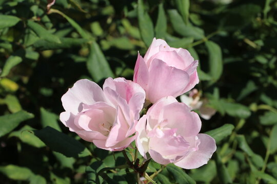Sensitve image rose "brushing knock out".ピンクの可憐なバラの花