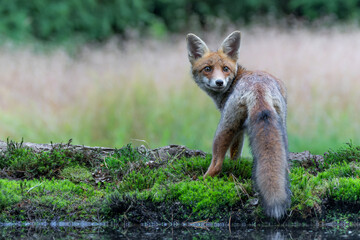 Young Red Fox (Vulpes vulpes) searching for food in the forest of Noord-Brabant in the Netherlands  