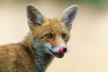 Young Red Fox (Vulpes vulpes) searching for food in the forest of Noord-Brabant in the Netherlands  