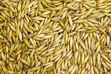 unpeeled oats for background, texture, close-up
