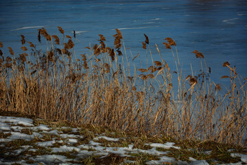 trzcina nad jeziorem