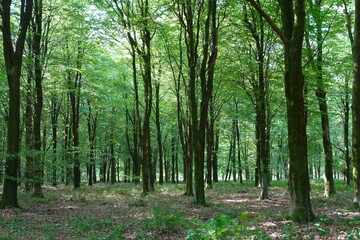 Fototapeta premium Deciduous beech tree woodland in summer sunlight, Hampshire, England, UK