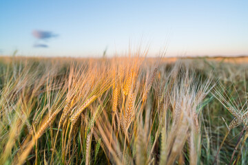 Gold-gelbes Roggen-Getreide-Pflanzen seitlich beim Sonnenuntergang im Spätsommer in England