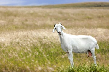 Little funny goat jumping on the field with flowers. Farm animals.
