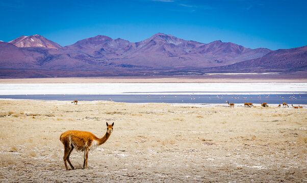Fauna y Paisaje del Salar de Surire. Altiplano chileno, regi&oacute;n de Arica y Parinacota.