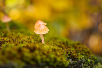 Macro of mushroom sprouting through moss