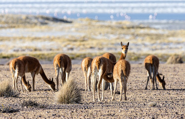 Vicuñas del Salar de Surire. Altiplano chileno, región de Arica y Parinacota.