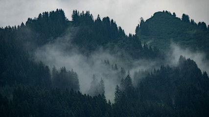 Amazing mystical rising fog forest trees landscape in black forest ( Schwarzwald ) Germany panorama...