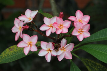 Beautiful flower in the garden for good colorful floral background