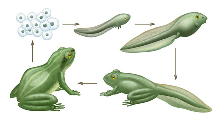 Frog cycle life. Water animals growth evolution of wild amphibians tadpoles decent vector realistic biology concept infographic pictures