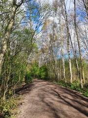 Sunny forest walk