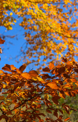 Autumn landscape. Autumn tree leaves sky background.