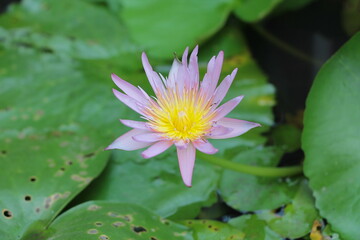 Beautiful flower in the garden for good colorful floral background