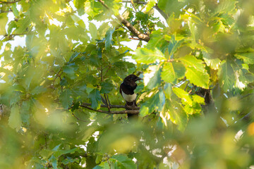 新緑とカチガラス