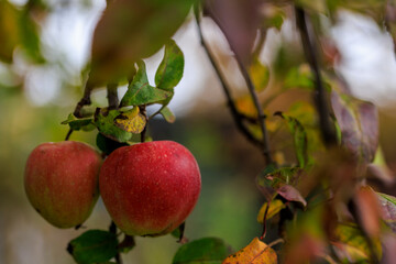 Apfel im Herbstlaub