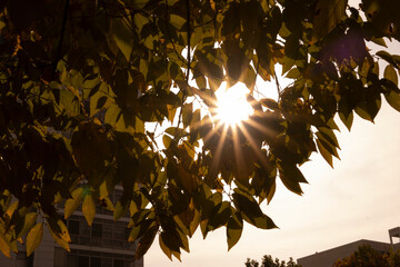 sunset flare in the park 