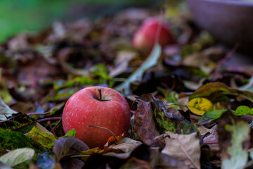 Apfel im Herbstlaub