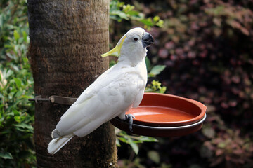 A white and yellow parrot is drinking water © Pevani