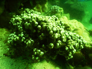 coral reef in the sea