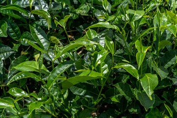 Green tea plantations background. Fresh tea leaves on the mountain. Hight quality photo