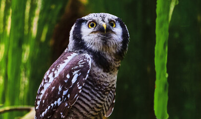 hawk owl (Surnia ulula) looks for prey
