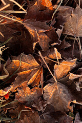 Fallen autumn maple leaves with winter frost close up