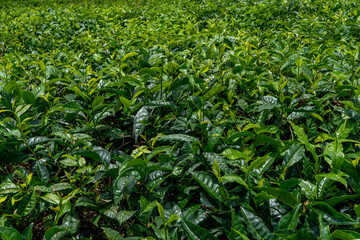 Green tea plantations background. Fresh tea leaves on the mountain. Hight quality photo