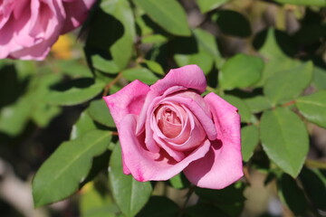 Pink large rose flower 