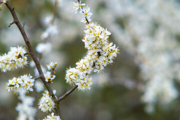 Fruit tree twigs with blooming white and pink petal flowers in spring garden