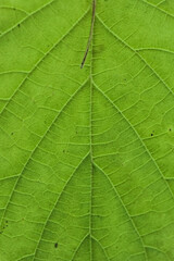 Fototapeta na wymiar liść, zielony, 