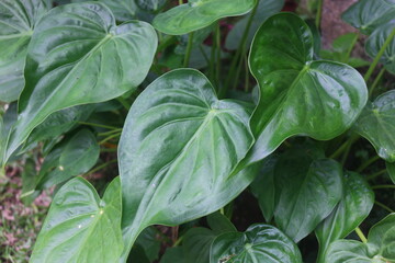 a type of taro plant that is planted in the yard of the house as a decoration of the yard of the house to make it look more natural and beautiful so that it makes the house look fresh