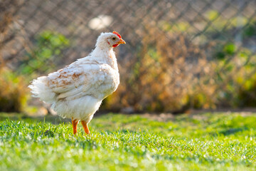 Hen feed on traditional rural barnyard. Close up of chicken standing on barn yard with green grass. Free range poultry farming concept.