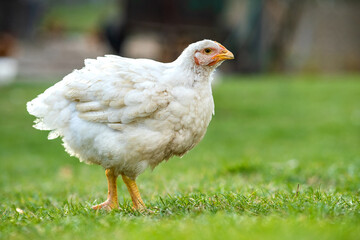 Hen feed on traditional rural barnyard. Close up of chicken standing on barn yard with green grass. Free range poultry farming concept.