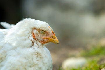 Hen feed on traditional rural barnyard. Close up of white chicken sitting on barn yard with green grass. Free range poultry farming concept