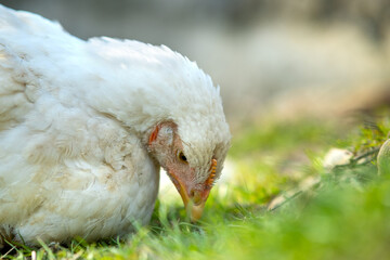 Hen feed on traditional rural barnyard. Close up of white chicken sitting on barn yard with green grass. Free range poultry farming concept