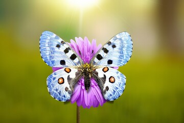 Beautiful nature scene. Colored butterfly sitting on the flower in a summer garden.