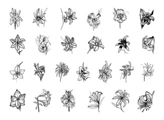 Collection of monochrome illustrations of lily in sketch style. Hand drawings in art ink style. Black and white graphics. - obrazy, fototapety, plakaty