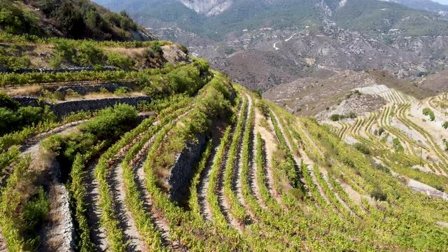 Beautiful aerial view of a vineyard in Cyprus