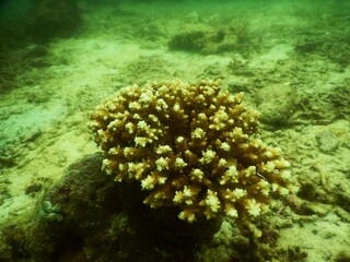 coral reef in the sea