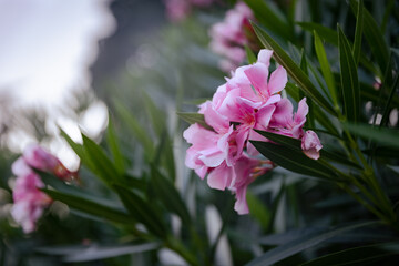 pink and white flowers