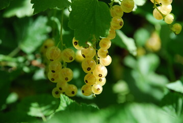 Yellowish red currant in sunlight. On a bush of red currants, yellow-green striped berries have...