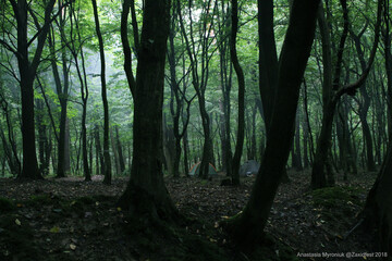 forest in fog