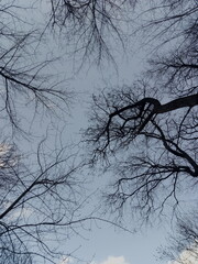 tree in winter