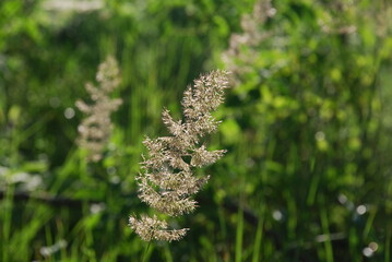 Reed reed species of perennial herbaceous plants. The plant is light yellow in color, ripe and dried up in the hot sun. On a thin long straight stem, seeds grow on thin twigs.